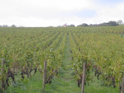 Mâcon Grapes.
